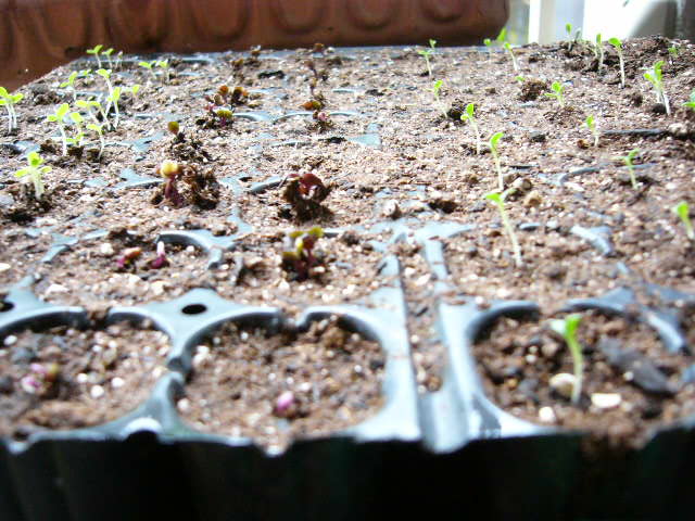 c0222448_11553199.jpg