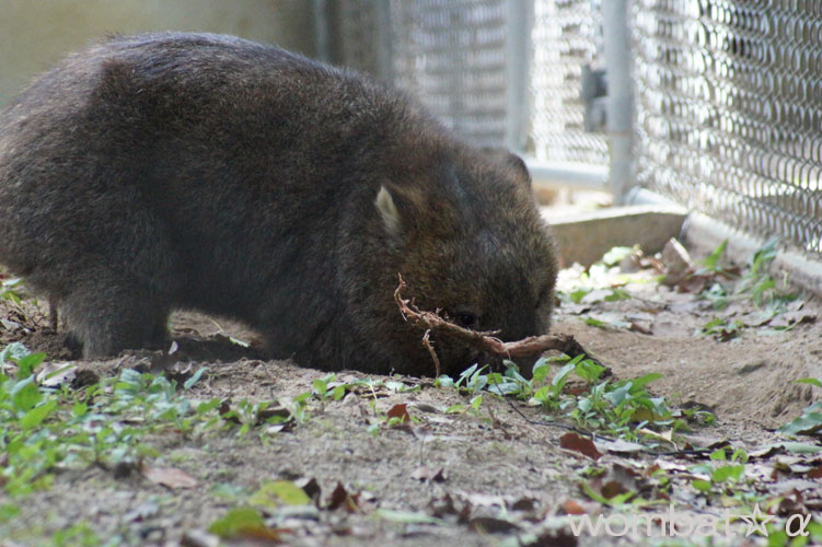 五月山動物園へ_b0191755_15574814.jpg