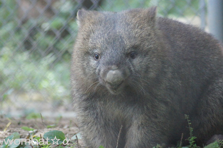 五月山動物園へ_b0191755_1558515.jpg