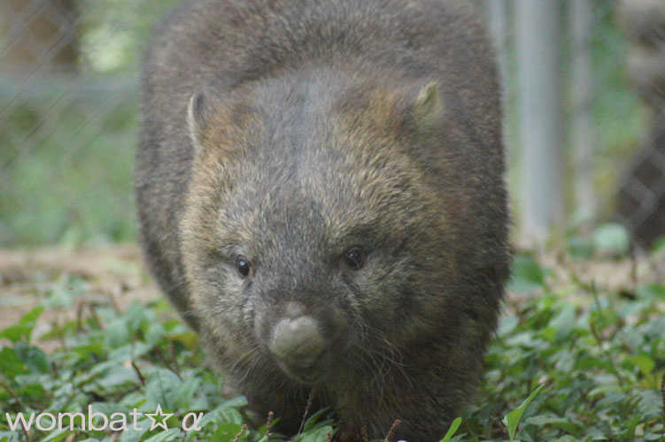 五月山動物園へ_b0191755_15585965.jpg