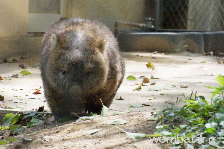 五月山動物園へ_b0191755_20284325.jpg