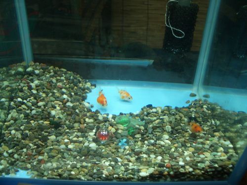 珍珠鱗横丁から Amazon.co.jp: チンシュリン/珍珠鱗/ピンポンパール 3個set 金魚