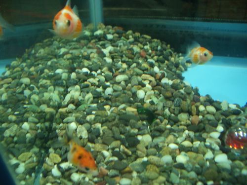 金魚 ピンポンパール～珍珠鱗チンシュリンだろうに～ : 荒川土手