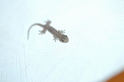c0180460_1503450.jpg