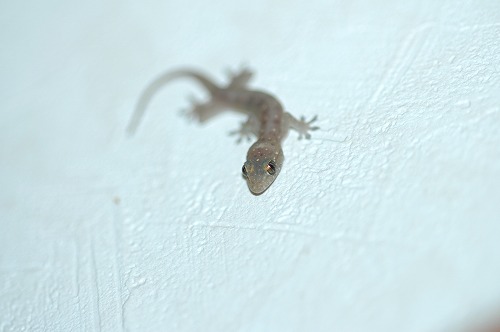 c0180460_1524226.jpg