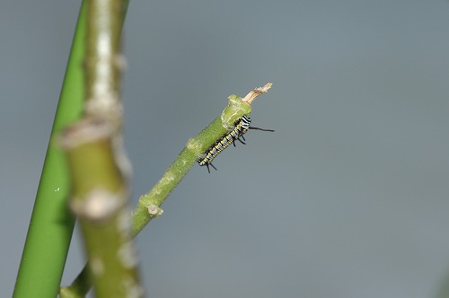 c0180460_1545377.jpg