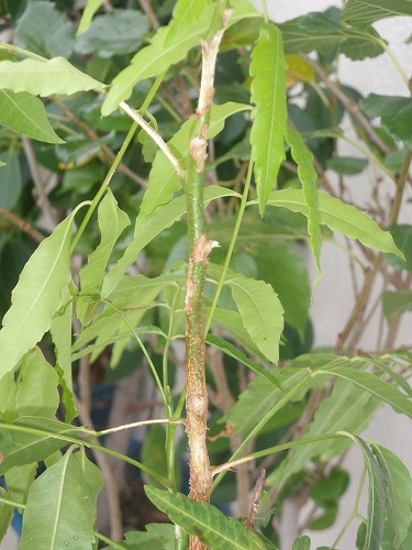 c0180460_1574121.jpg