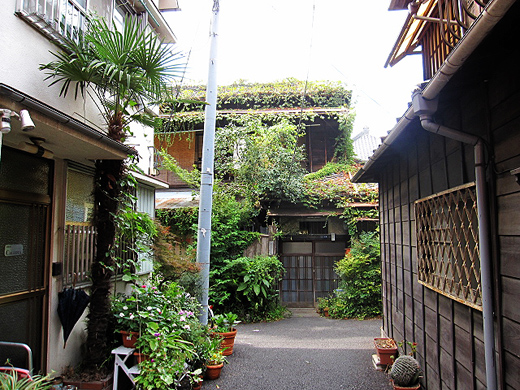 谷中ぎんざ〜寛永寺〜不忍池_a0081172_1817958.jpg