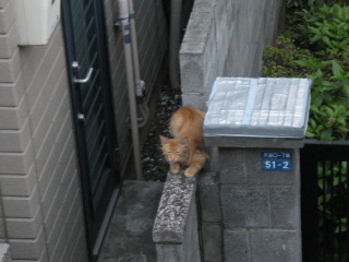 茶トラっ子猫　【外猫】_f0091785_16245546.jpg