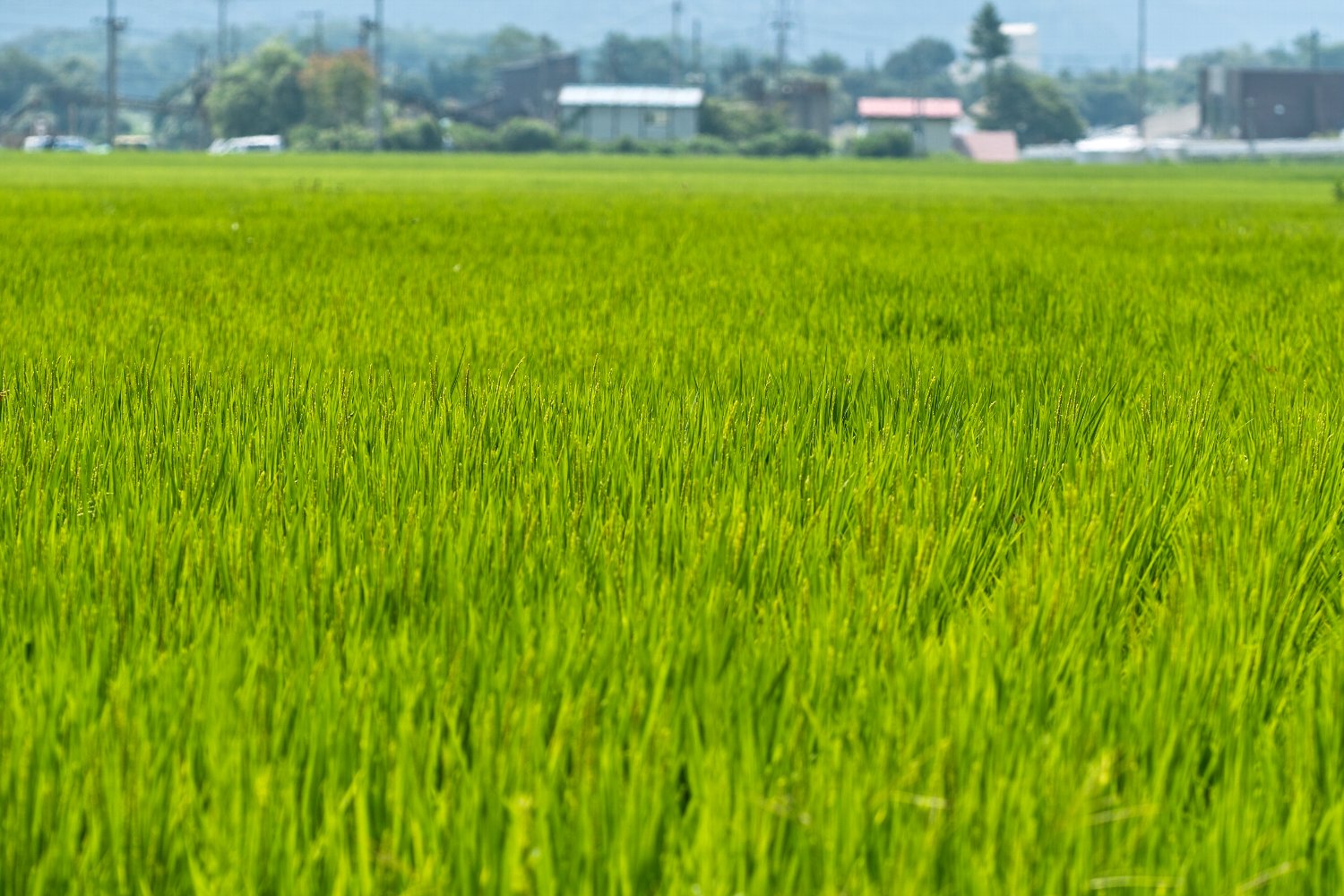 恒例ー夏の東北_c0124795_11494294.jpg