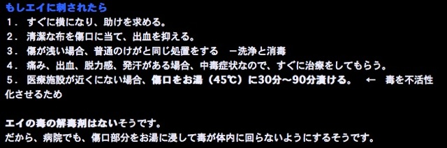 昨日 エイ に刺されました Ht S Delight