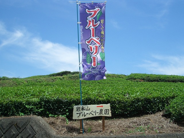 岩本山の新観光拠点に!「岩本山ブルーベリー農園」_f0141310_2335551.jpg