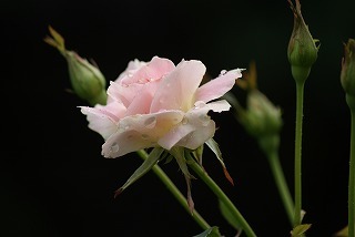 f0170524_13595635.jpg