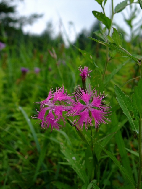 花の入笠山_a0137131_0385632.jpg