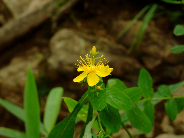 花の入笠山_a0137131_039274.jpg