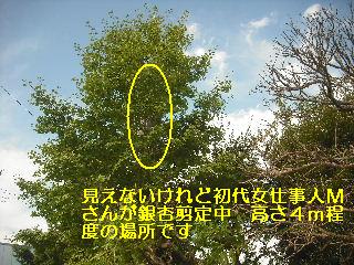 強い意志で打ち勝つ剪定_f0031037_22135831.jpg