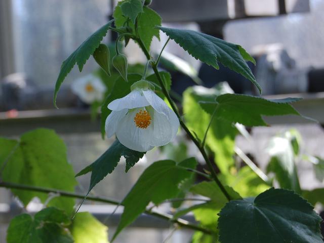 アブチロン ポピュラーな花