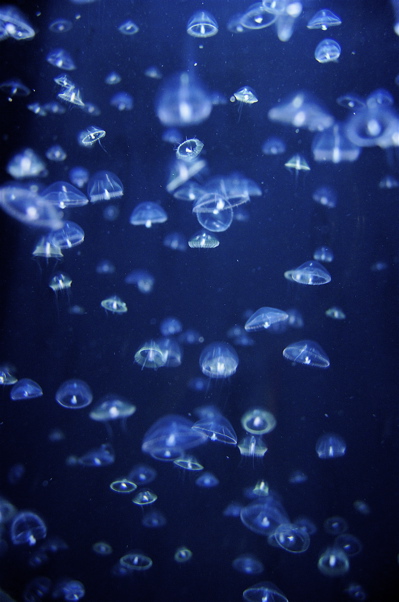 加茂水族館といえば、クラゲです。_c0003752_0442437.jpg