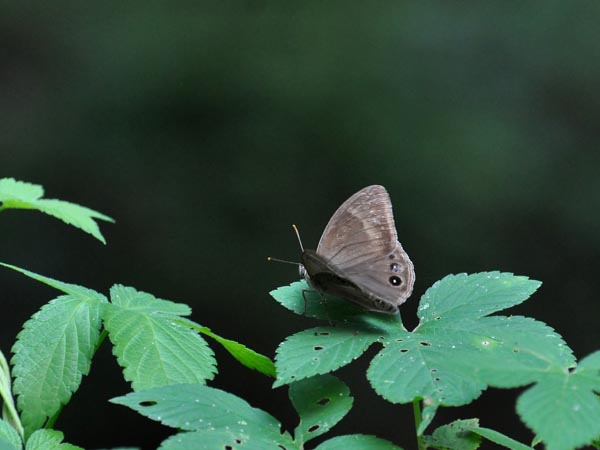 c0045352_6563278.jpg