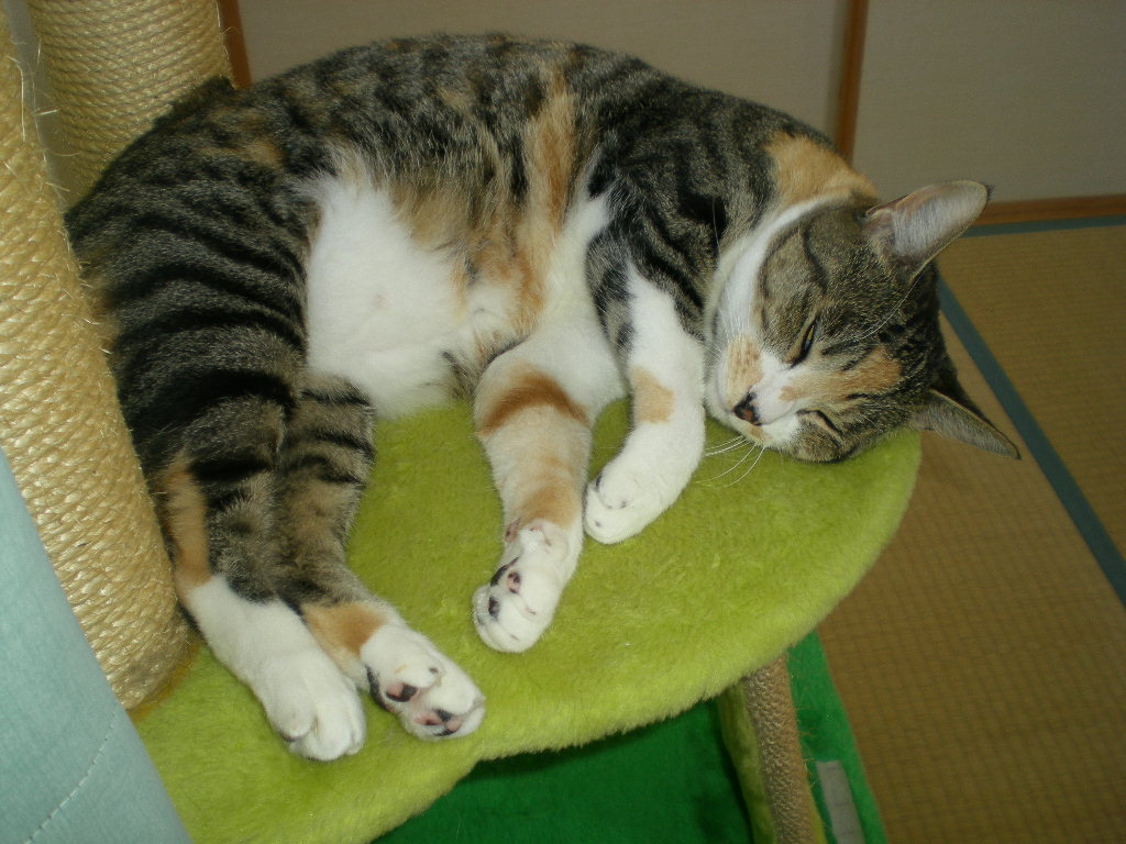 2010年8月9日(月)空が燃えている~!_f0060461_11351371.jpg