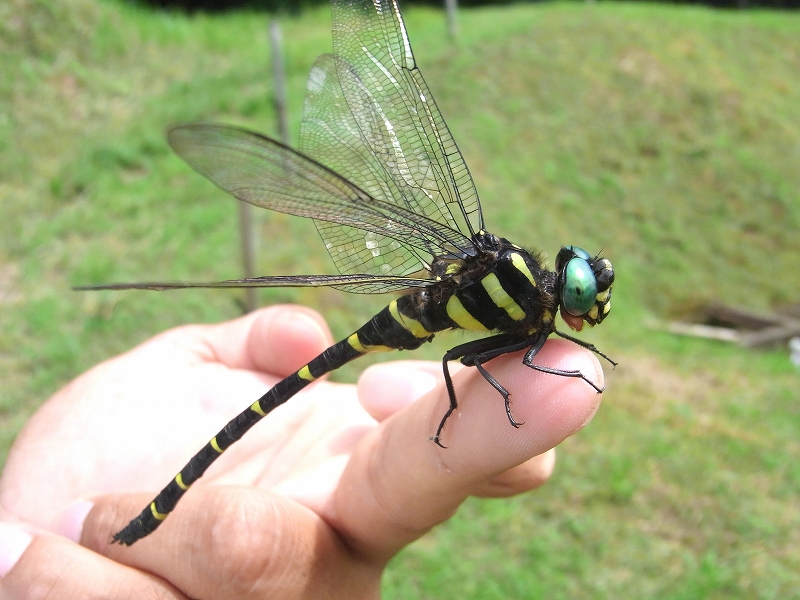 オニヤンマ 手乗り 虫央堂