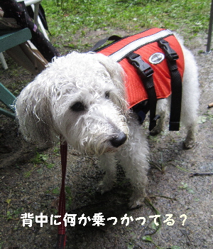 カヌー犬・ルンパン_f0203369_20331227.jpg