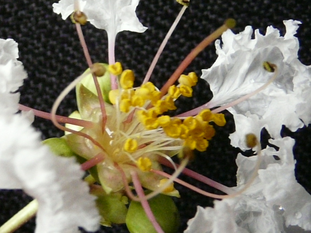 e0145782_14202614.jpg