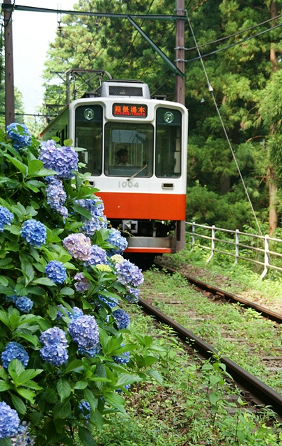 箱根登山鉄道とあじさい_b0145398_2094369.jpg