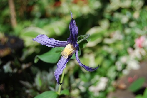 c0124100_23312821.jpg