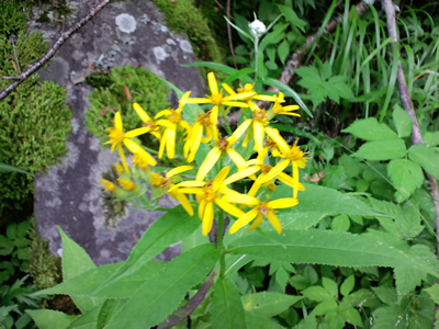 長野　八ヶ岳　夏その４_d0005301_23364365.jpg