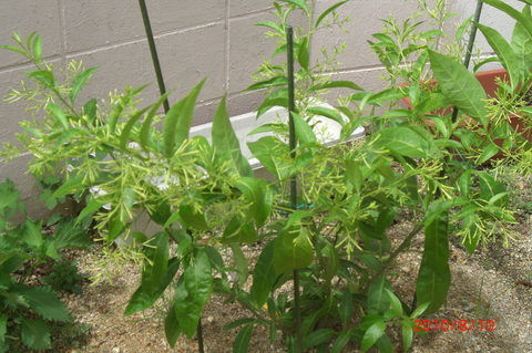 a0029812_1133137.jpg