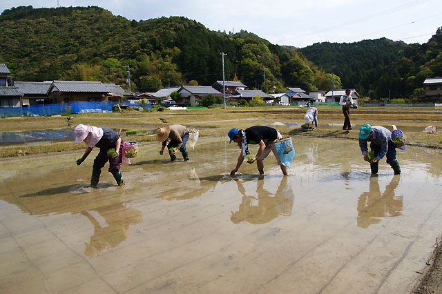 田植え_a0040522_23275328.jpg