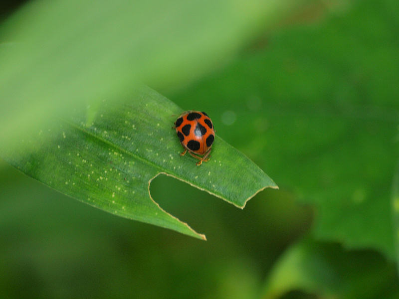珍しいテントウムシ3種 コーヒー党の自然観察