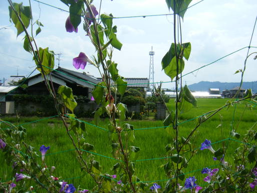 f0008935_93445.jpg