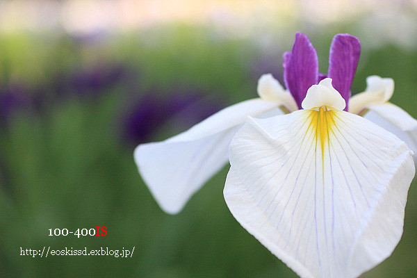 《花》　花菖蒲8　50mmマクロ　（染谷花しょうぶ園）_c0080036_22353954.jpg