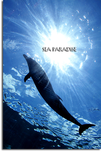 Sea Paradise Vol. 1- Dolphin Fantasy♪_e0166336_16234462.jpg