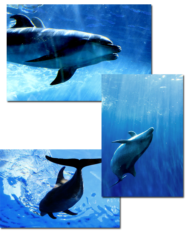 Sea Paradise Vol. 1- Dolphin Fantasy♪_e0166336_1629245.jpg