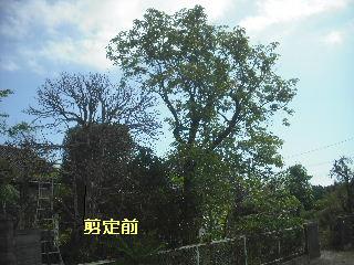伐採と剪定_f0031037_20511183.jpg