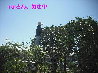 伐採と剪定_f0031037_20573680.jpg