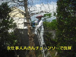 伐採と剪定_f0031037_20591134.jpg