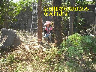 伐採と剪定_f0031037_2114845.jpg