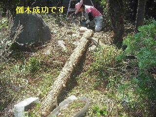 伐採と剪定_f0031037_2122243.jpg
