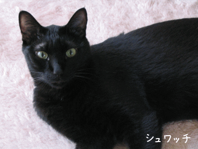 a0166338_21382938.gif
