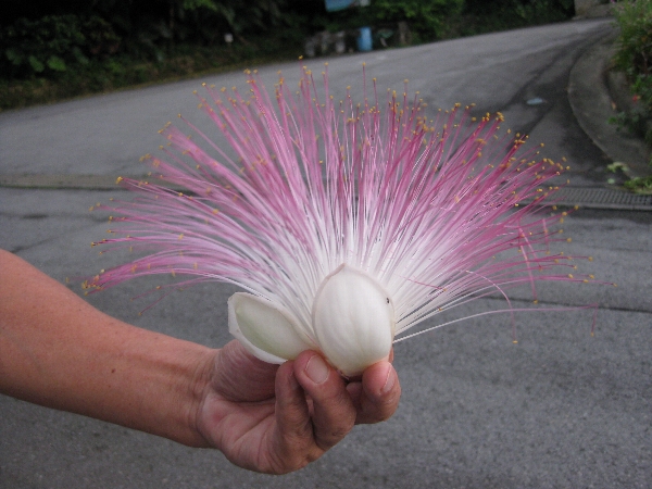 ゴバンノアシ 碁盤の脚 おもろまち３丁目