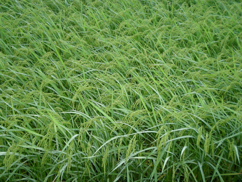2010年8月10日(火)午前中は大忙し!_f0060461_8133281.jpg
