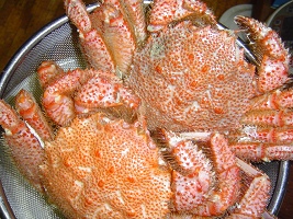 e0032665_97388.jpg