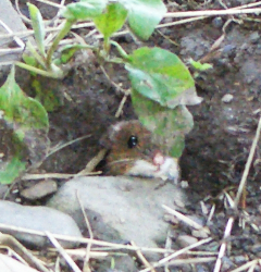 パバナ Pàvanaフランコの別荘へ_a0169172_1365714.jpg