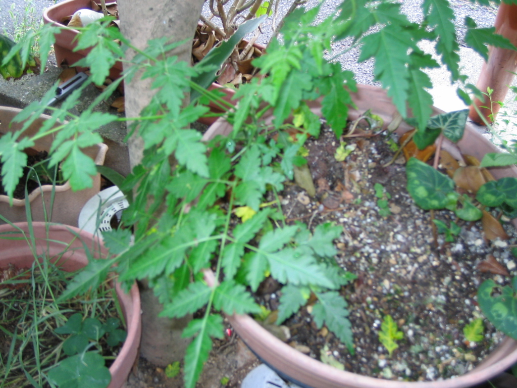 e0031572_10324410.jpg