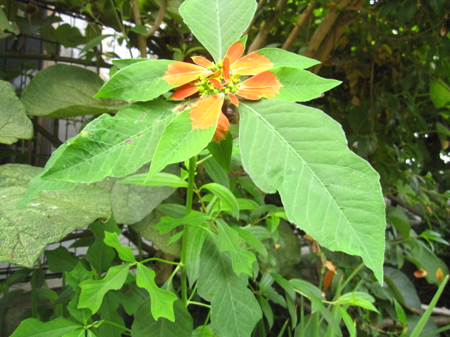 この花は?_e0181373_21213272.jpg