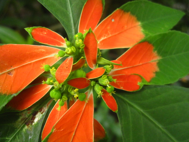 この花は?_e0181373_2122425.jpg